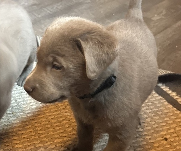 Medium Photo #1 Labrador Retriever Puppy For Sale in STANWOOD, WA, USA