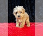 Small #1 Schnoodle (Standard)
