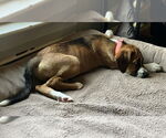 Small #1 Boxer Mix