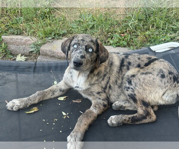 Medium Photo #2 Siberian Husky-Unknown Mix Puppy For Sale in Fenton, MO, USA