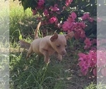 Small Photo #3 Chihuahua Puppy For Sale in ARANSAS PASS, TX, USA