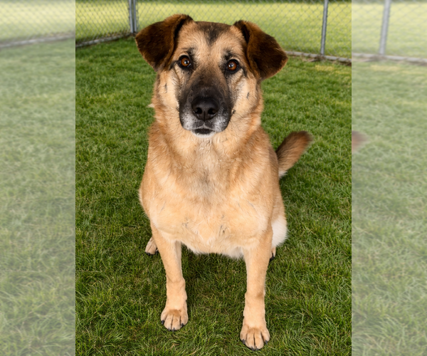 Medium Photo #1 German Shepherd Dog-Unknown Mix Puppy For Sale in Sistersville, WV, USA