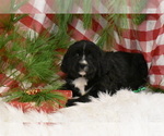 Small Photo #4 Bernedoodle Puppy For Sale in ELDORADO, OH, USA