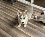 Puppy Ghost Siberian Husky