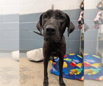Small Labrador Retriever Mix