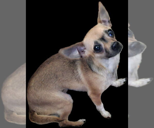 Medium Photo #2 Chihuahua-Unknown Mix Puppy For Sale in Olalla, WA, USA