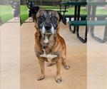 Small #1 German Shepherd Dog Mix
