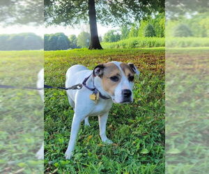 Bullboxer Pit Dogs for adoption in Oakhurst, NJ, USA