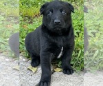 Small #1 Belgian Malinois