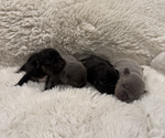 Small Photo #10 French Bulldog Puppy For Sale in KALISPELL, MT, USA