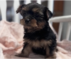 Yorkshire Terrier Puppy for sale in MORRISVILLE, NC, USA