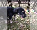 Small Photo #2 Siberian Husky Puppy For Sale in DANBY, VT, USA