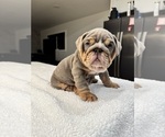 Puppy Hulk English Bulldog