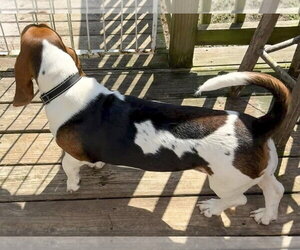 PRISCILLA - Female Basset Hound Dog for Adoption - Photo #4