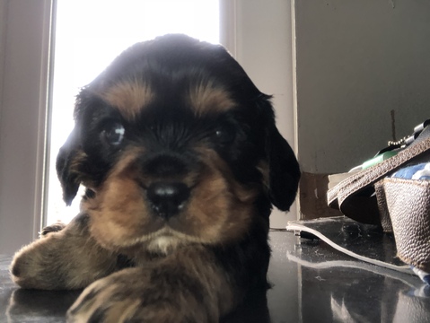 Medium Photo #1 Cavalier King Charles Spaniel Puppy For Sale in BUNNELL, FL, USA