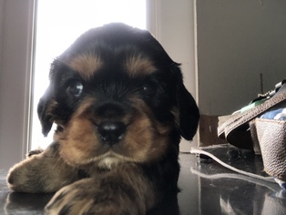Cavalier King Charles Spaniel Puppy for sale in BUNNELL, FL, USA