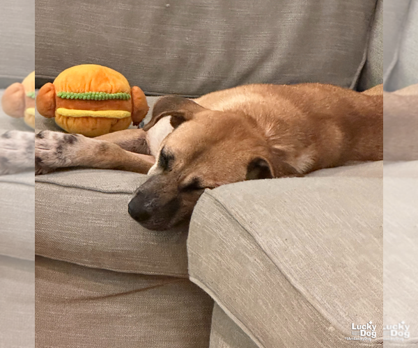 Medium Photo #3 Labrador Retriever-Unknown Mix Puppy For Sale in Washington, DC, USA