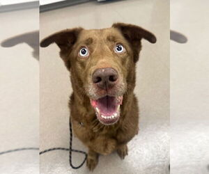 Huskies -Labrador Retriever Mix Dogs for adoption in La Porte, IN, USA