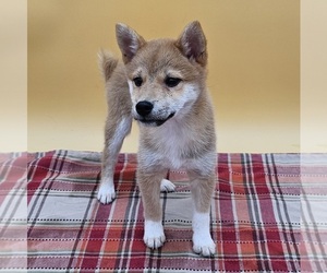 Shiba Inu Puppy for sale in BERESFORD, SD, USA
