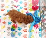Small #14 Cavapoo mix (+ Poodle Miniature)