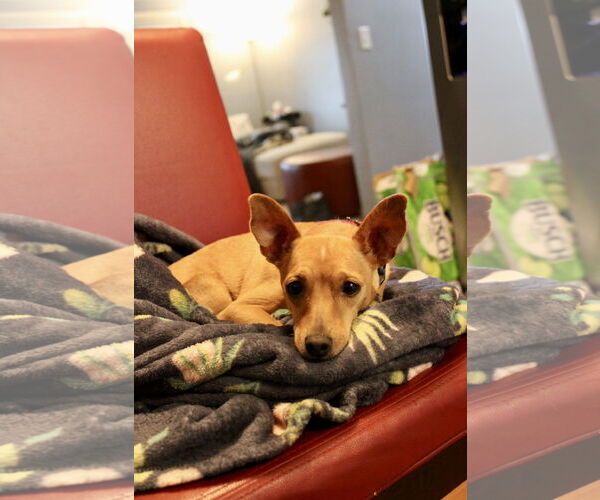 Medium Photo #5 Chihuahua-Unknown Mix Puppy For Sale in Brooklyn Center, MN, USA