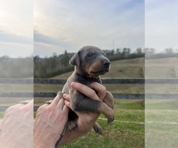 Medium Photo #17 Doberman Pinscher Puppy For Sale in CAMPTON, KY, USA