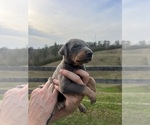 Small #16 Doberman Pinscher
