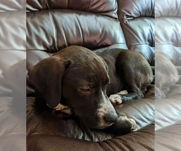 Medium Photo #8 Labrador Retriever-Unknown Mix Puppy For Sale in Germantown, OH, USA