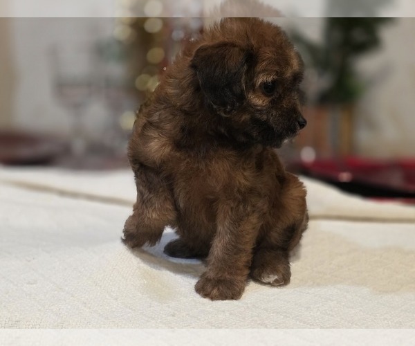 Medium Photo #2 Goldendoodle (Miniature) Puppy For Sale in DUBLIN, TX, USA