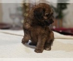 Small Photo #2 Goldendoodle (Miniature) Puppy For Sale in DUBLIN, TX, USA