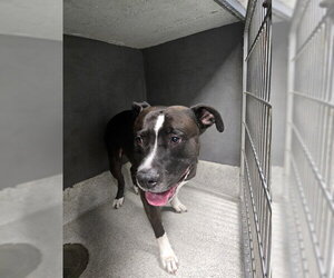 American Staffordshire Terrier Dogs for adoption in Tallahassee, FL, USA