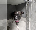 BLU - Male American Staffordshire Terrier Dog for Adoption - Small photo