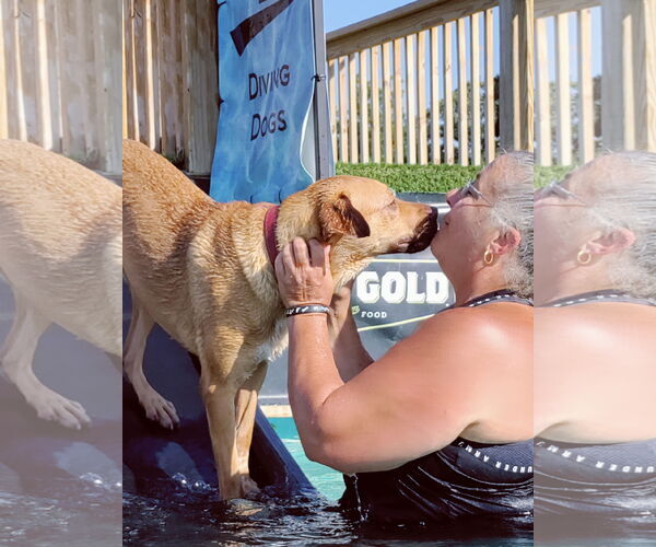 Medium Photo #8 Labrador Retriever-Red Heeler Mix Puppy For Sale in Stover, MO, USA