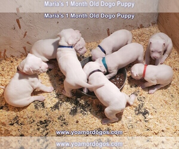 Medium Photo #59 Dogo Argentino Puppy For Sale in JANE, MO, USA