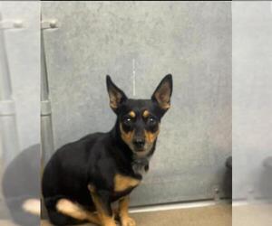 Dachshund Dogs for adoption in HESPERIA, CA, USA