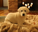 Small Photo #15 Akbash-Great Pyrenees Mix Puppy For Sale in RIDGEFIELD, WA, USA