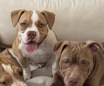 Small #2 American Bully