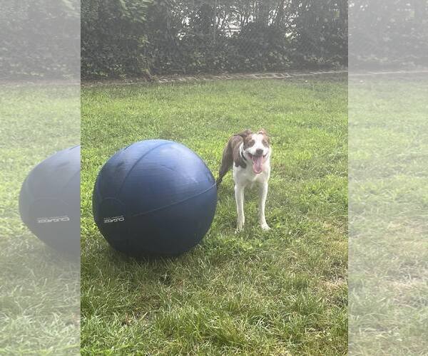 Medium Photo #10 Bull Terrier-Unknown Mix Puppy For Sale in Spring Lake, NJ, USA