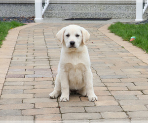 Labrador Retriever Puppy for sale in SYRACUSE, IN, USA