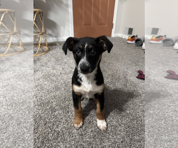 Medium Photo #2 Texas Heeler-Unknown Mix Puppy For Sale in MIDWAY, UT, USA