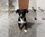 Small #1 Texas Heeler Mix