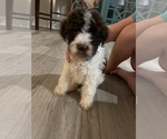 Small Photo #10 Poodle (Standard) Puppy For Sale in LEESBURG, GA, USA