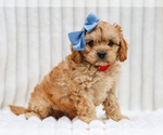 Image preview for Ad Listing. Nickname: Rex