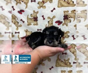 Schnauzer (Miniature) Puppy for sale in WINNSBORO, LA, USA