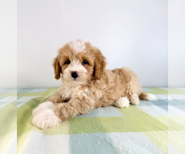 Medium Photo #3 Bernedoodle (Miniature) Puppy For Sale in GREENFIELD, IN, USA