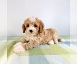 Small #2 Bernedoodle (Miniature)