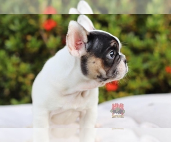Medium Photo #2 French Bulldog Puppy For Sale in POMPANO BEACH, FL, USA