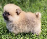 Small #1 Pomeranian