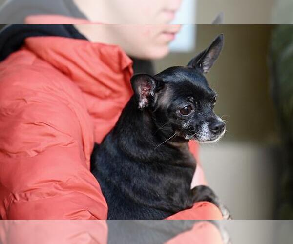 Medium Photo #1 Chihuahua-Unknown Mix Puppy For Sale in Santa Cruz, CA, USA