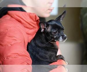 Chihuahua-Unknown Mix Dogs for adoption in Santa Cruz, CA, USA